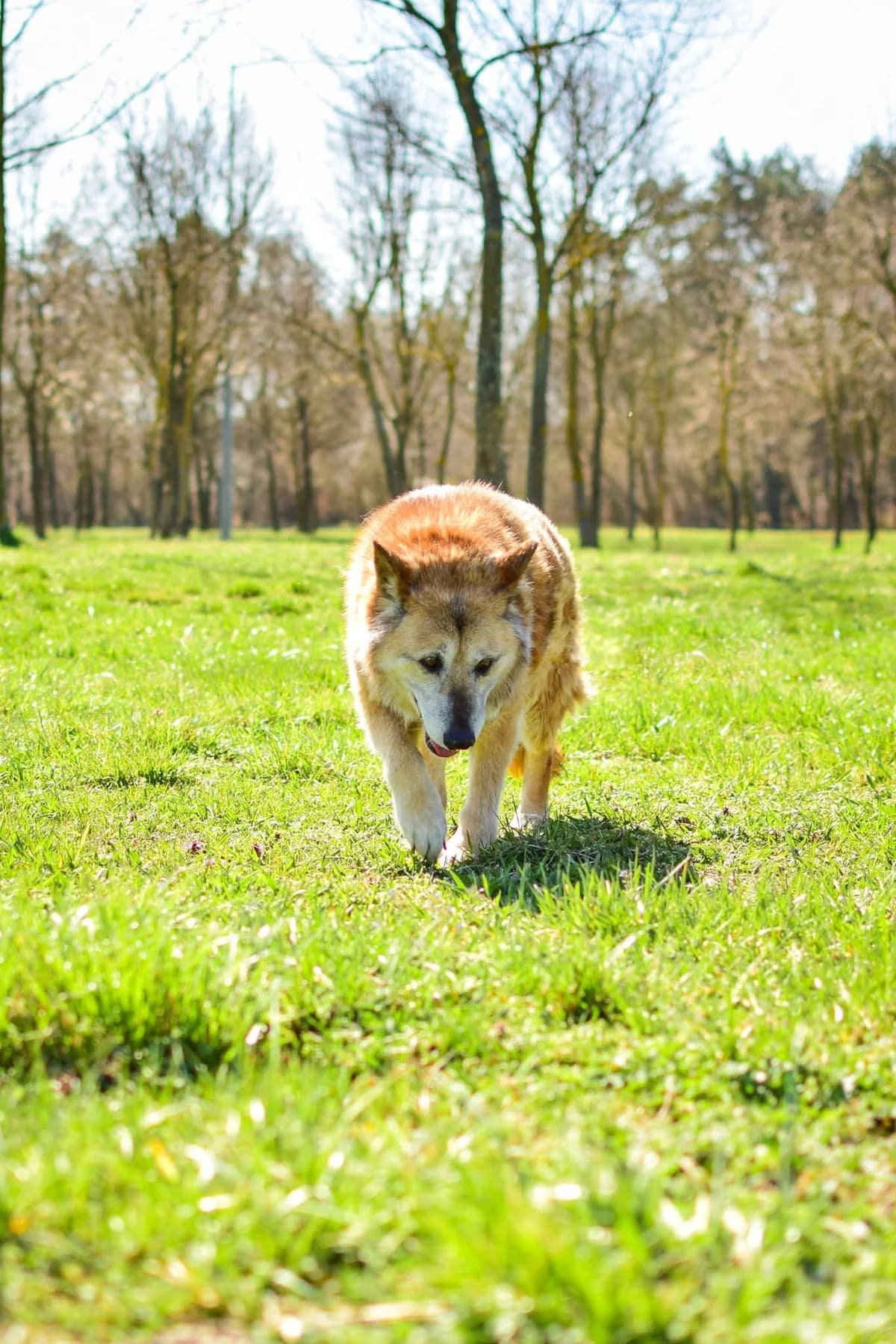 Pixi, Mixed Breed for adoption at Schronisko Radom, Radom