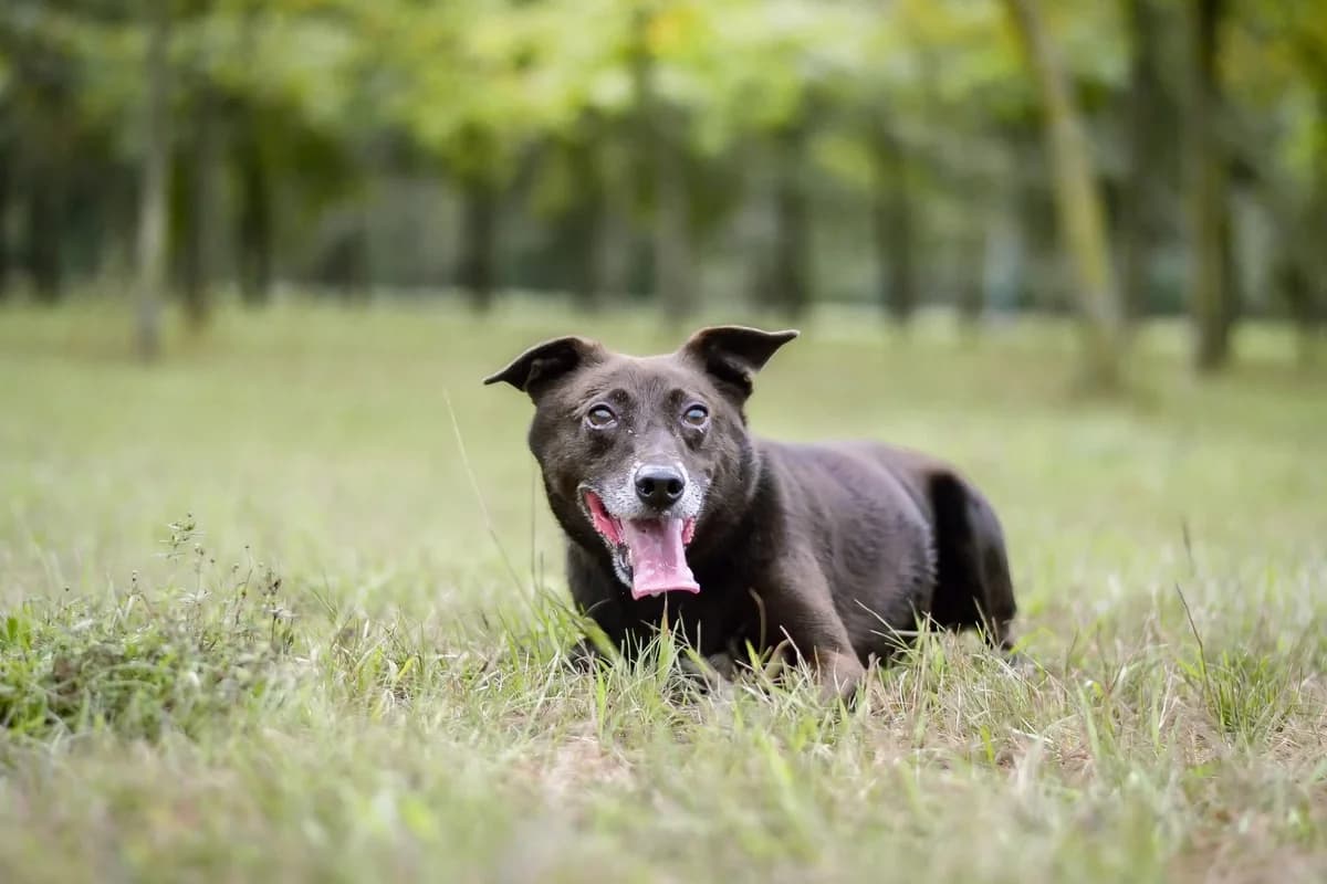 Platon, 5yo Mixed Breed for adoption at Schronisko Radom, Radom