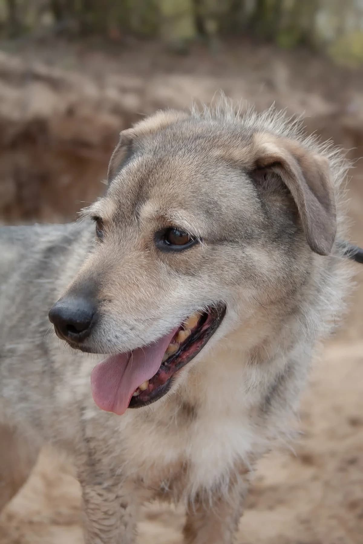 Rebus, Mixed Breed for adoption at Schronisko Radom, Radom