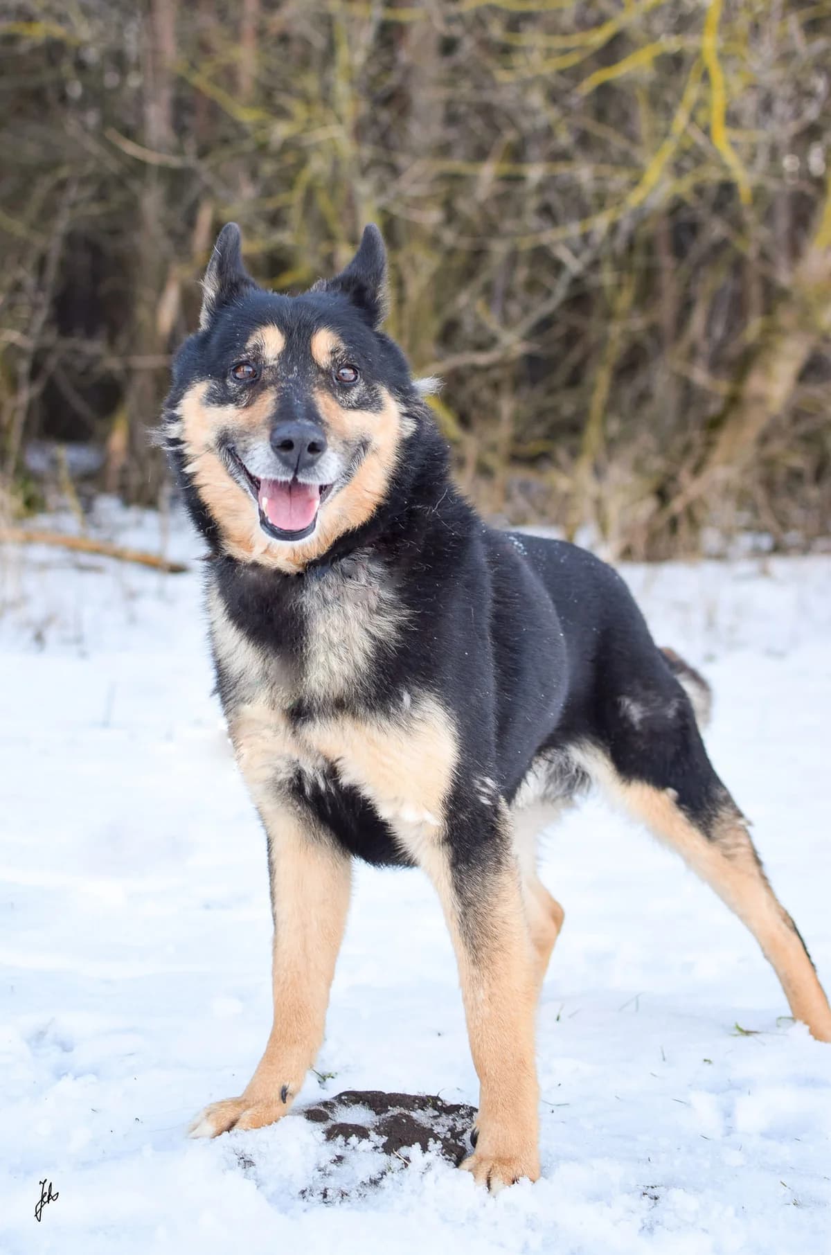 Reks, male Mixed Breed for adoption at Schronisko Radom, Radom