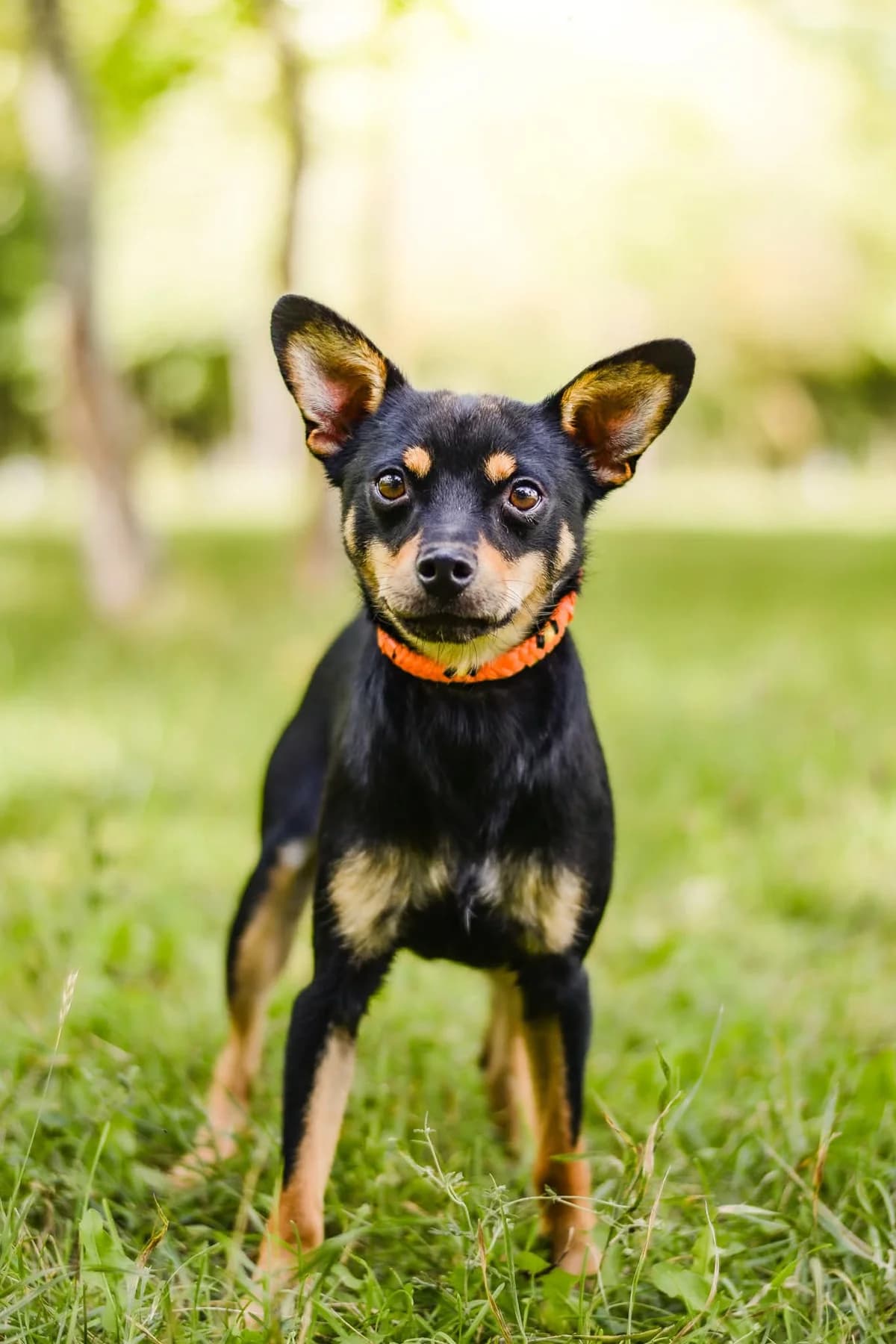 Reksio, Mixed Breed for adoption at Schronisko Radom, Radom