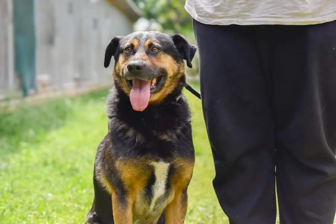 Remo, Mixed Breed for adoption at Schronisko Radom, Radom