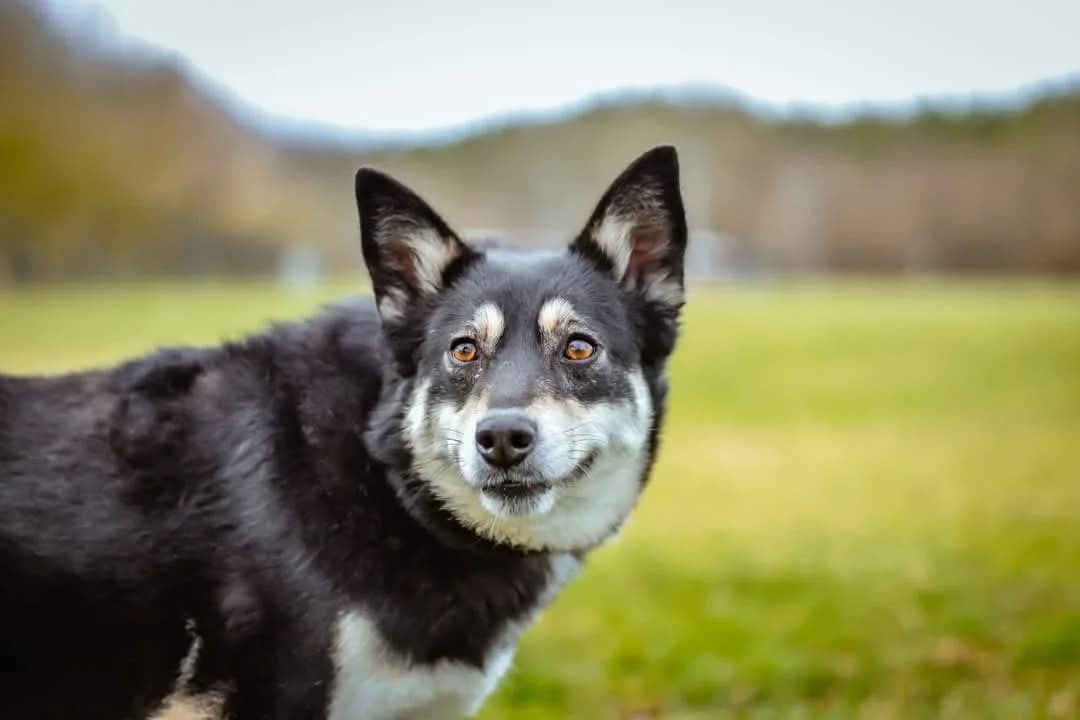 Rubinka, female Mixed Breed for adoption at Schronisko Radom, Radom