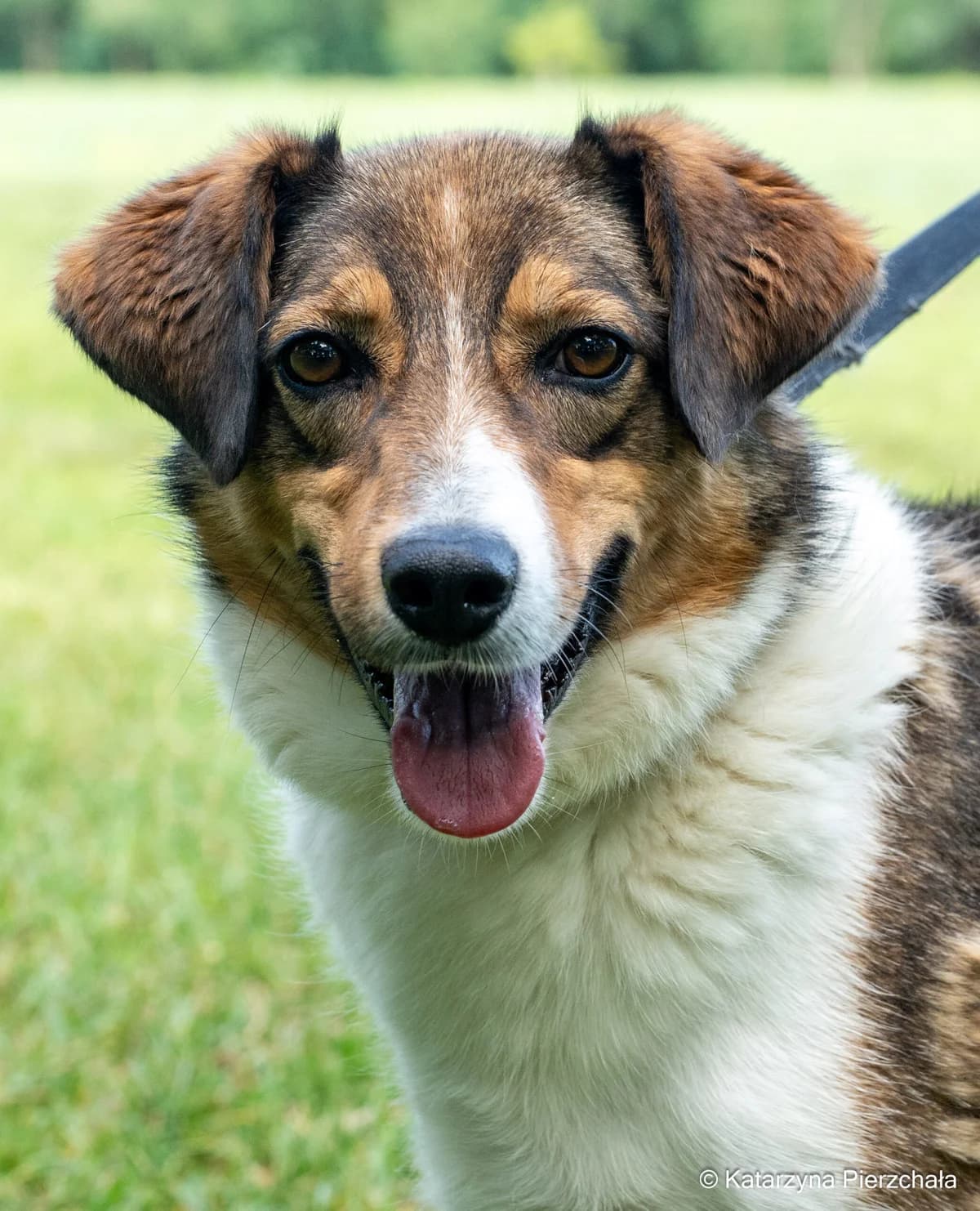 Rumpel, male Mixed Breed for adoption at Schronisko Radom, Radom