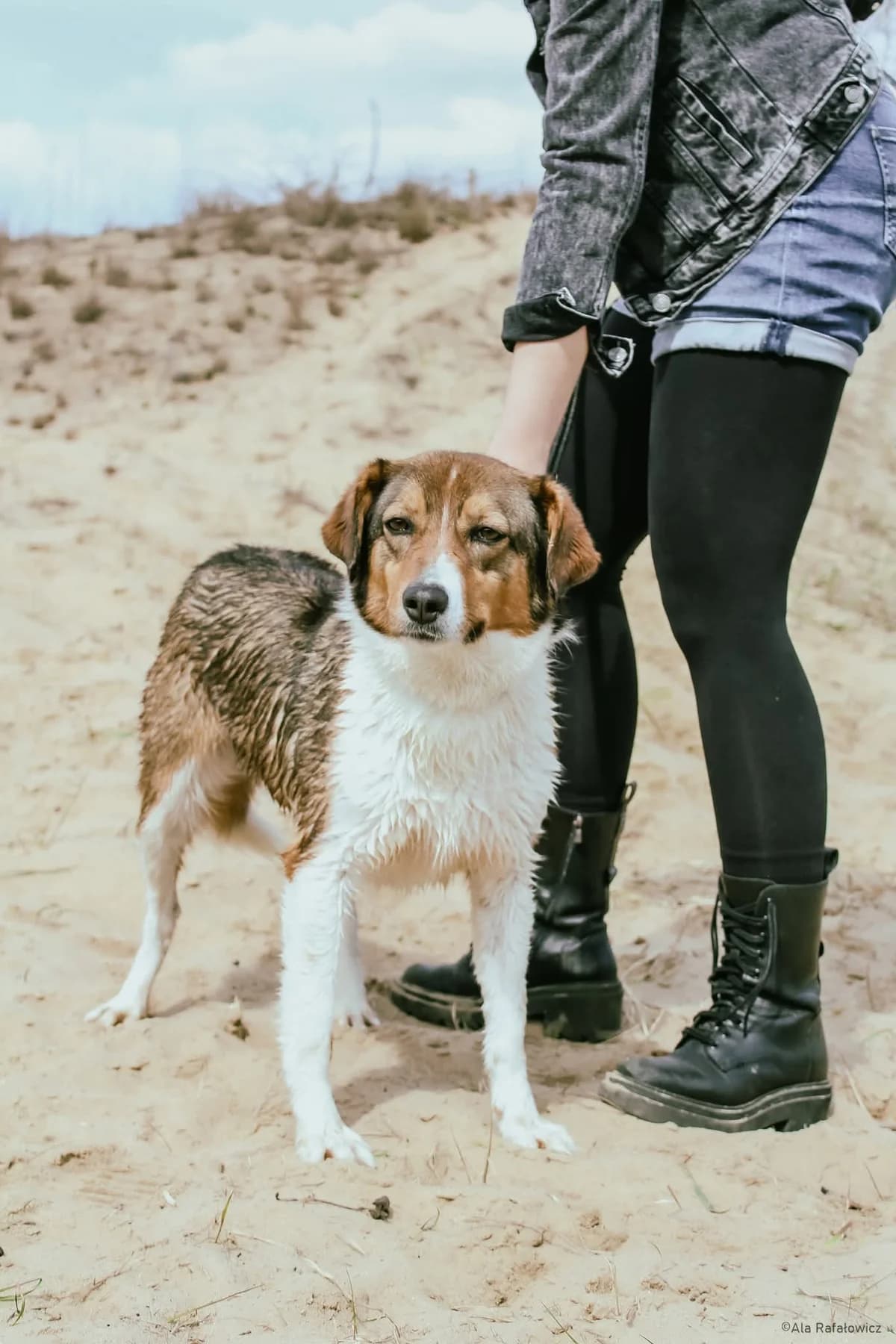 Rumpel, male Mixed Breed for adoption at Schronisko Radom, Radom