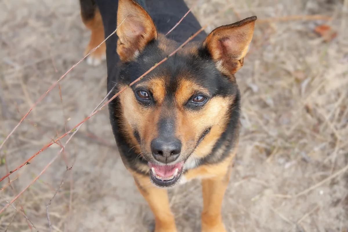 Skaucik, male Mixed Breed for adoption at Schronisko Radom, Radom