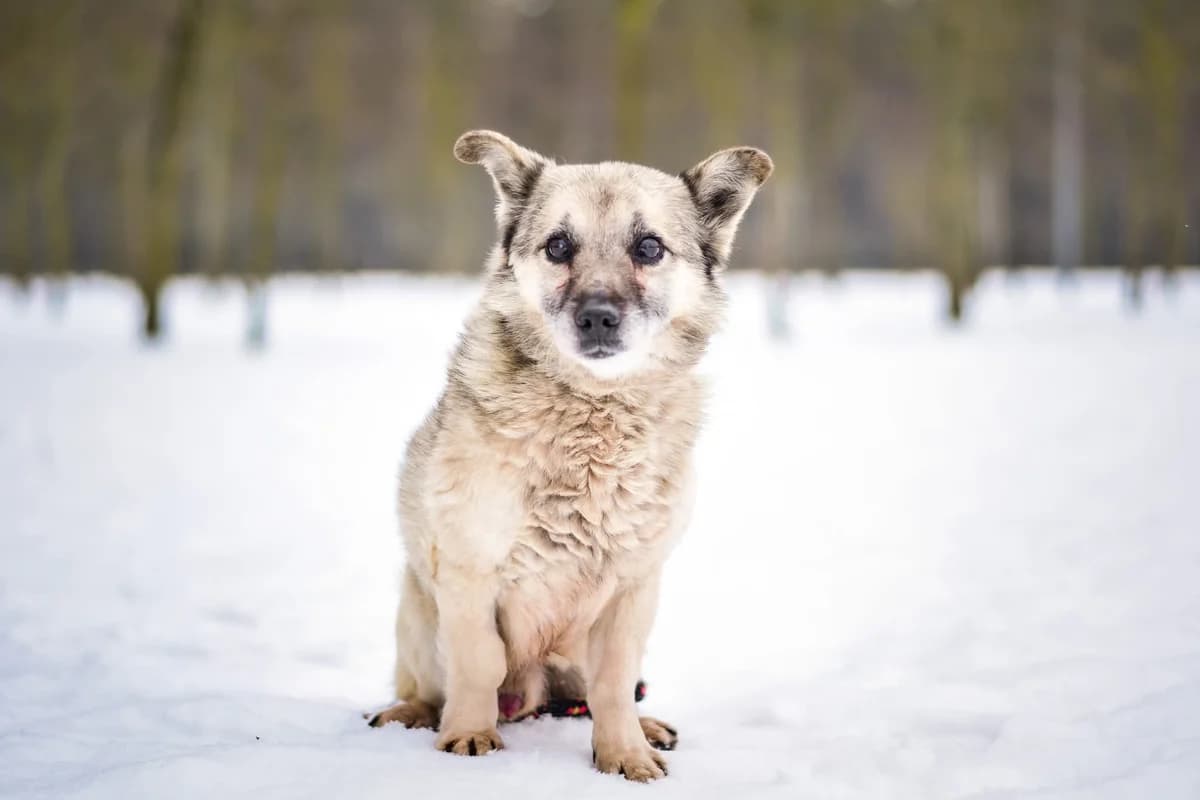 Stiwi, male Mixed Breed for adoption at Schronisko Radom, Radom
