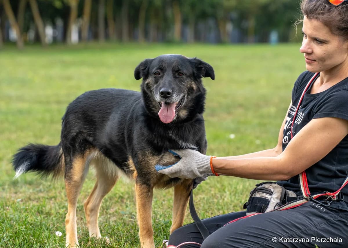 Suzi, Mixed Breed for adoption at Schronisko Radom, Radom