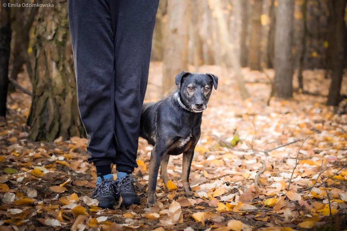 Szagarek, female senior Mixed Breed for adoption at Schronisko Radom, Radom
