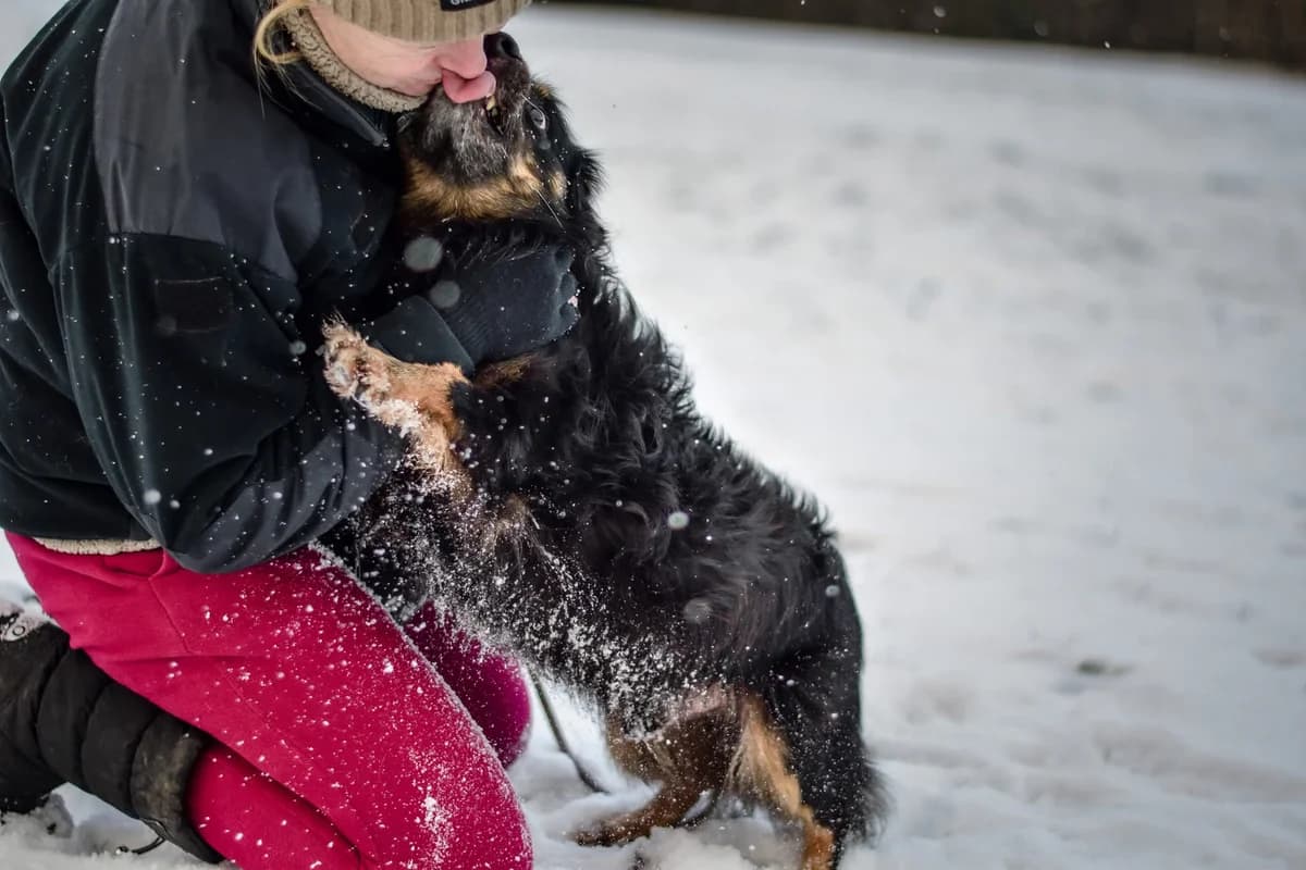 Szagi vel Uszatek, male Mixed Breed for adoption at Schronisko Radom, Radom