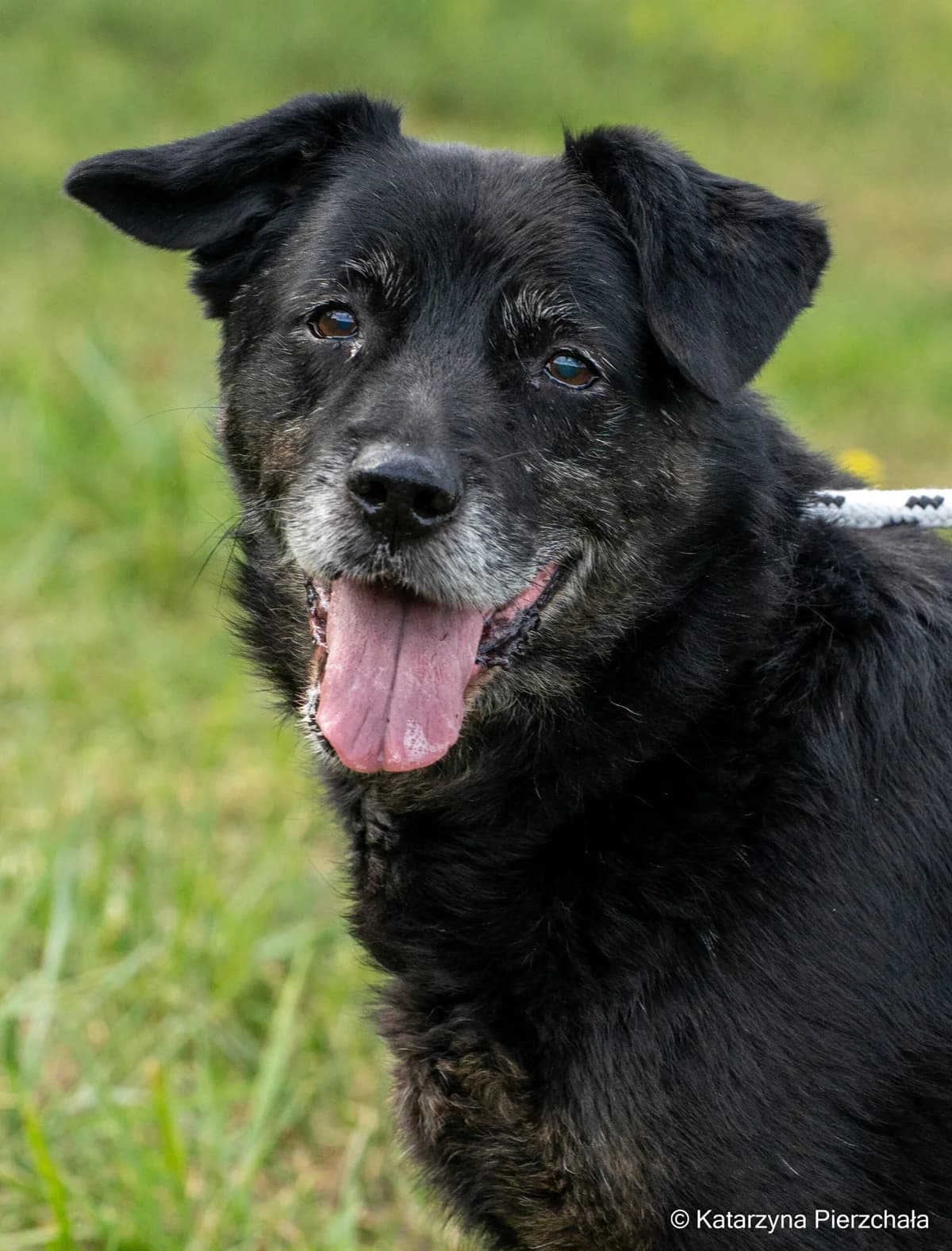 Torys, male Mixed Breed for adoption at Schronisko Radom, Radom