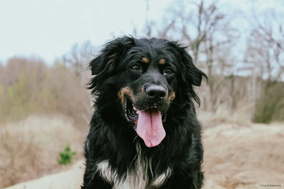 Tucker, male Mixed Breed for adoption at Schronisko Radom, Radom