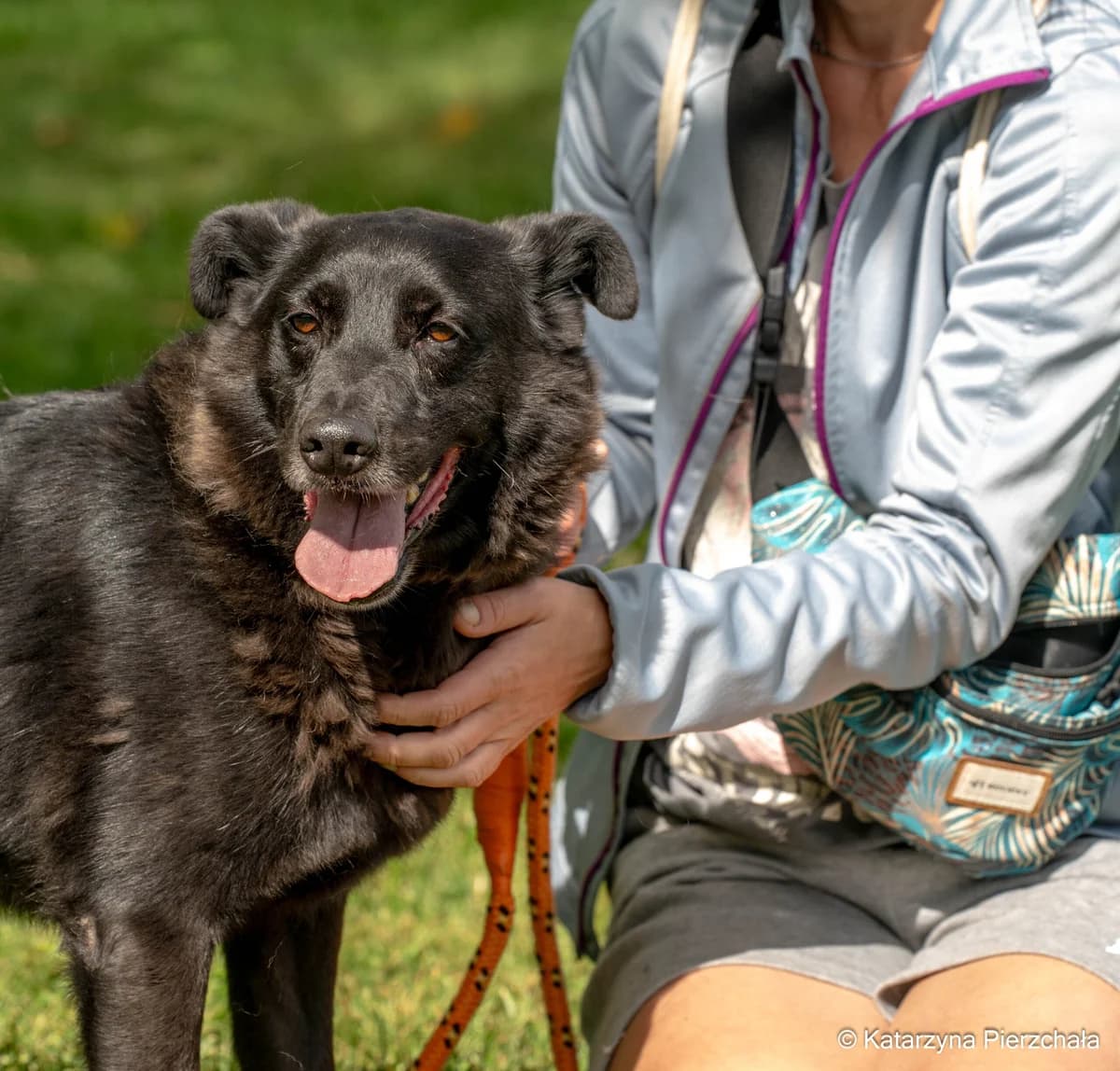 Ziomek, Mixed Breed for adoption at Schronisko Radom, Radom