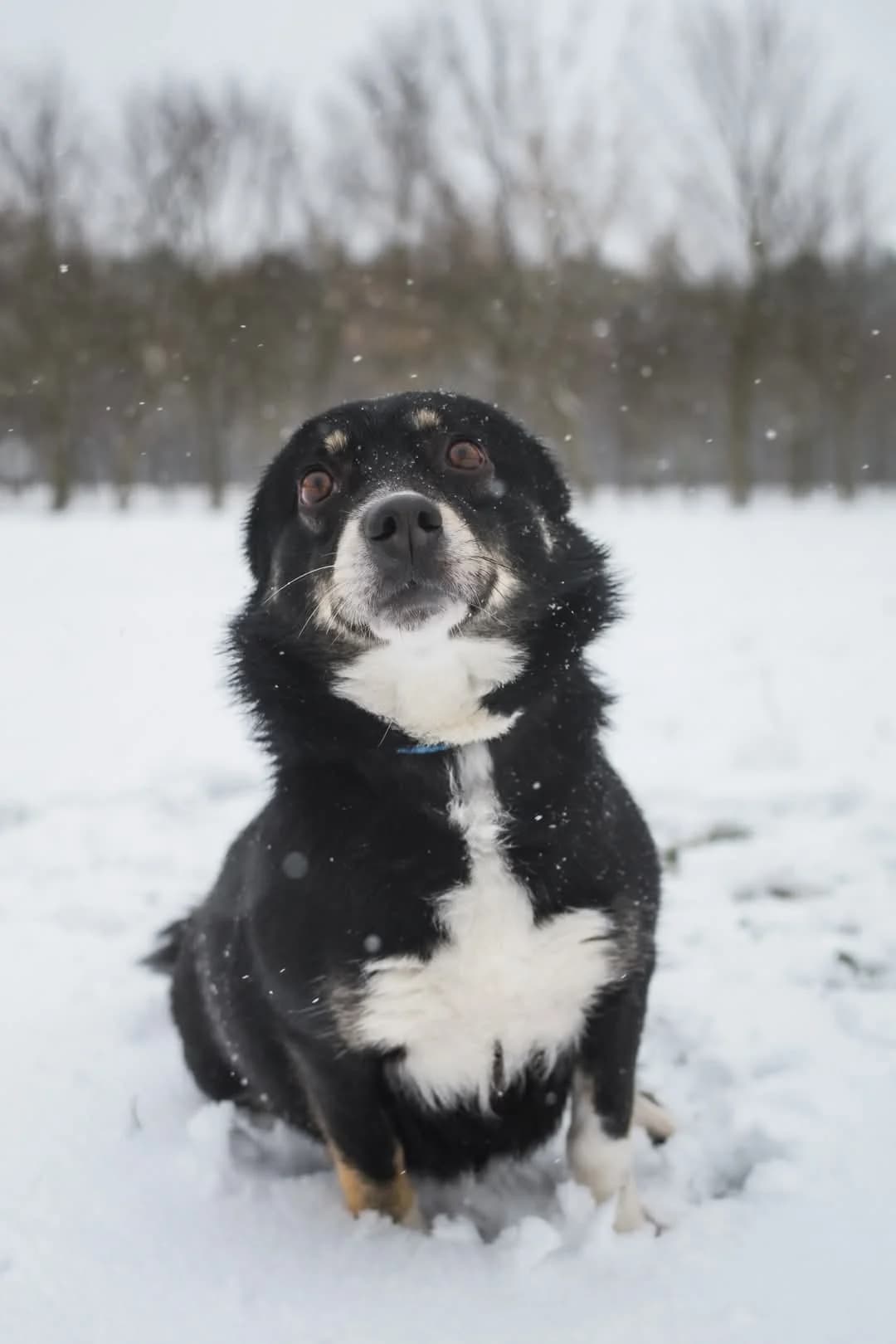 Zosiek, Mixed Breed for adoption at Schronisko Radom, Radom