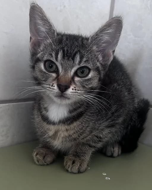 Amigo, male Mixed Breed for adoption at Schronisko w Rzeszowie – Przytulisko (RSOZ)