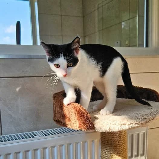Amira, female Mixed Breed for adoption at Schronisko w Rzeszowie – Przytulisko (RSOZ)