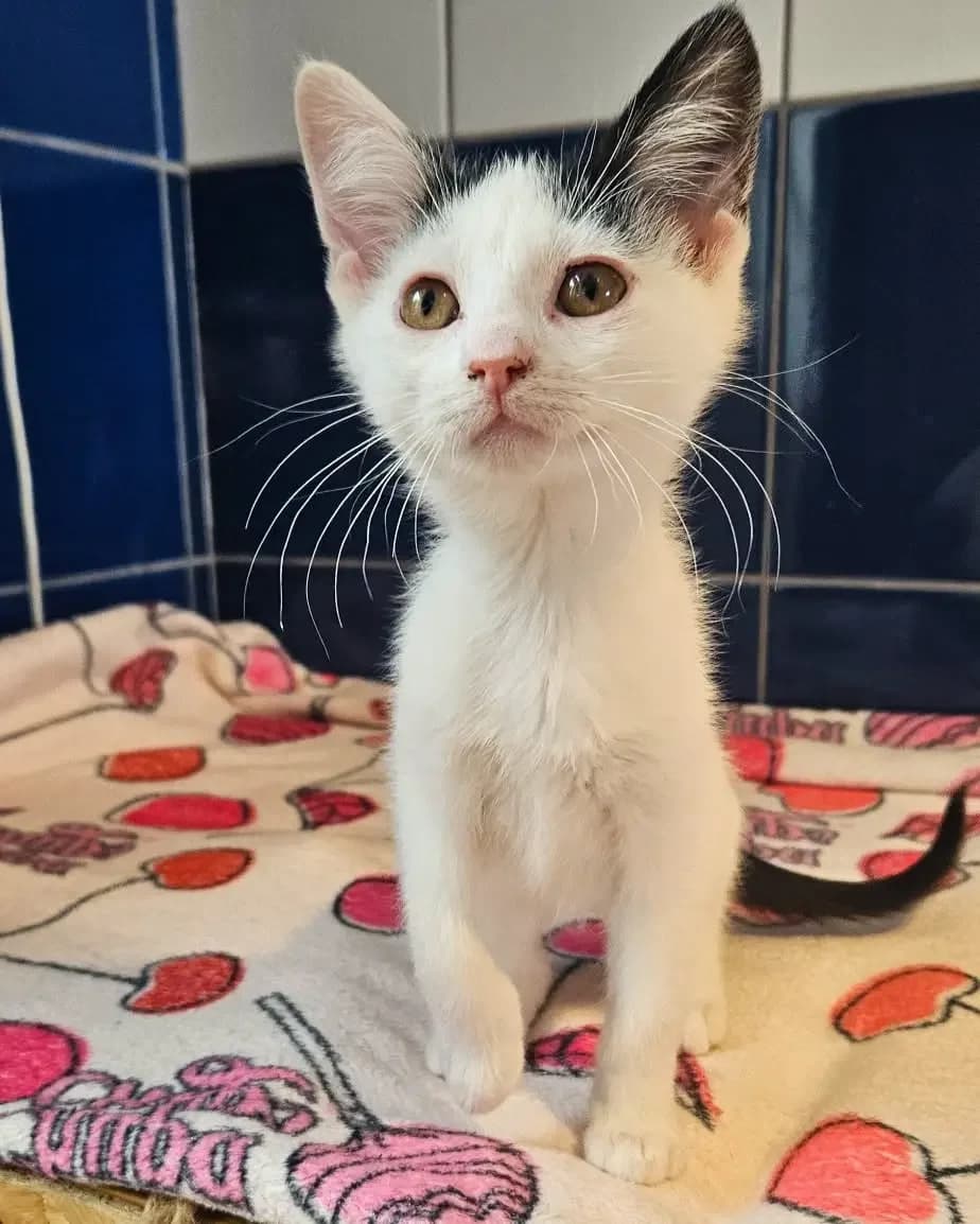Arwena, female Mixed Breed for adoption at Schronisko w Rzeszowie – Przytulisko (RSOZ)