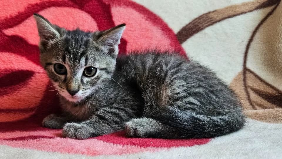 Aston, puppy Mixed Breed for adoption at Schronisko w Rzeszowie – Przytulisko (RSOZ)