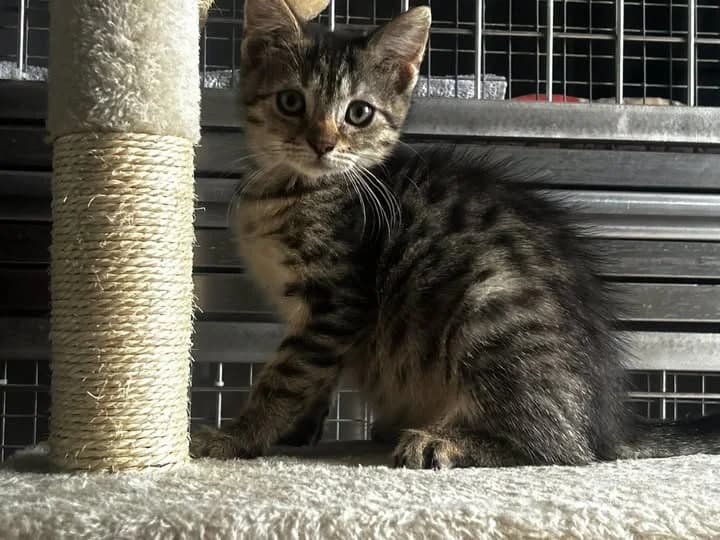 Aszka, Mixed Breed for adoption at Schronisko w Rzeszowie – Przytulisko (RSOZ)