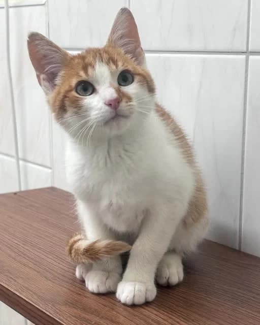 Basi, male Mixed Breed for adoption at Schronisko w Rzeszowie – Przytulisko (RSOZ)