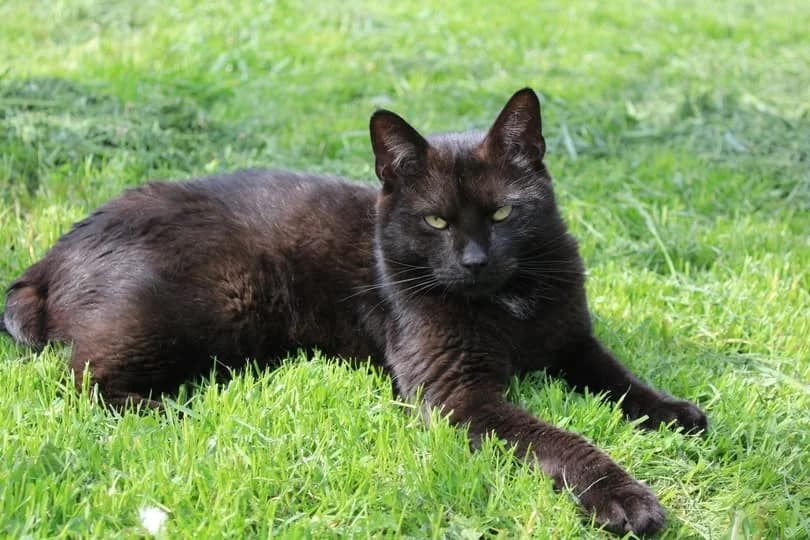 Bohun, male 6yo Mixed Breed for adoption at Schronisko w Rzeszowie – Przytulisko (RSOZ)