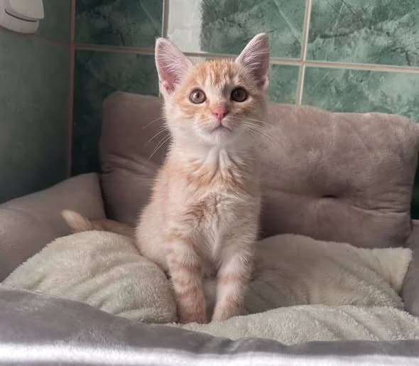 Cynamon, male Mixed Breed for adoption at Schronisko w Rzeszowie – Przytulisko (RSOZ)