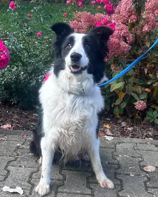 Dakota, female 3yo Mixed Breed for adoption at Schronisko w Rzeszowie – Przytulisko (RSOZ)