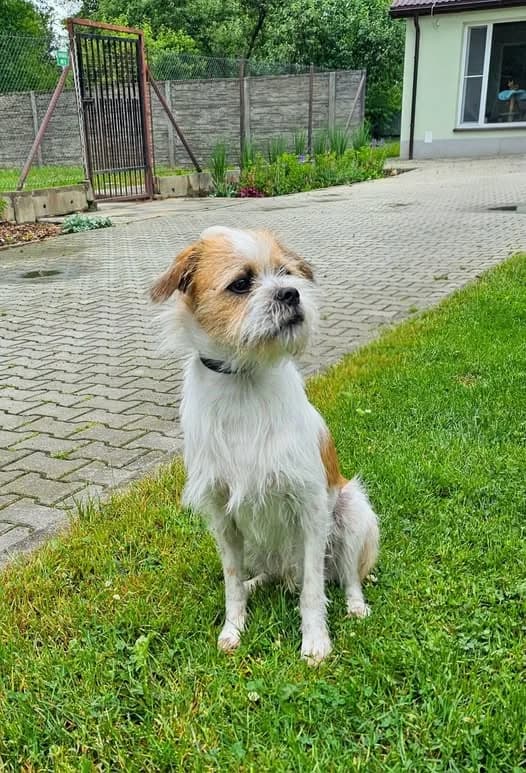 Gremlin, young Mixed Breed for adoption at Schronisko w Rzeszowie – Przytulisko (RSOZ)