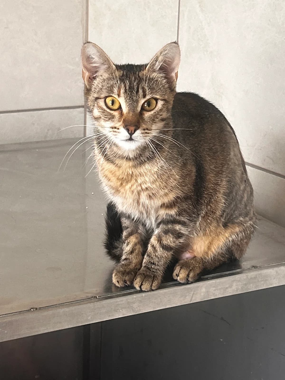 Katia, female Mixed Breed for adoption at Schronisko w Rzeszowie – Przytulisko (RSOZ)