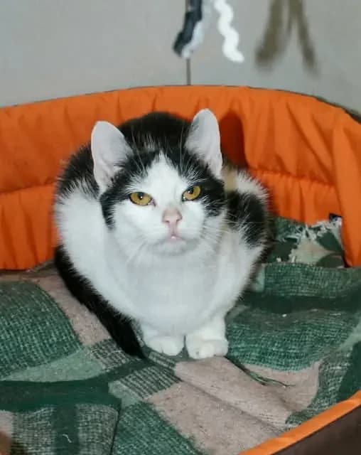 Kier, male Mixed Breed for adoption at Schronisko w Rzeszowie – Przytulisko (RSOZ)