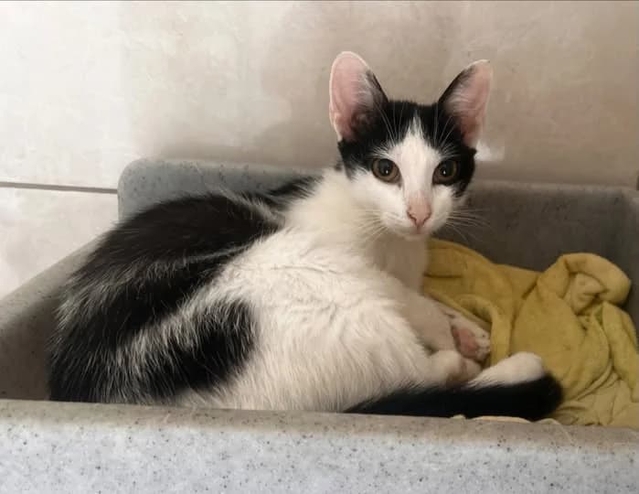 Kier, male Mixed Breed for adoption at Schronisko w Rzeszowie – Przytulisko (RSOZ)