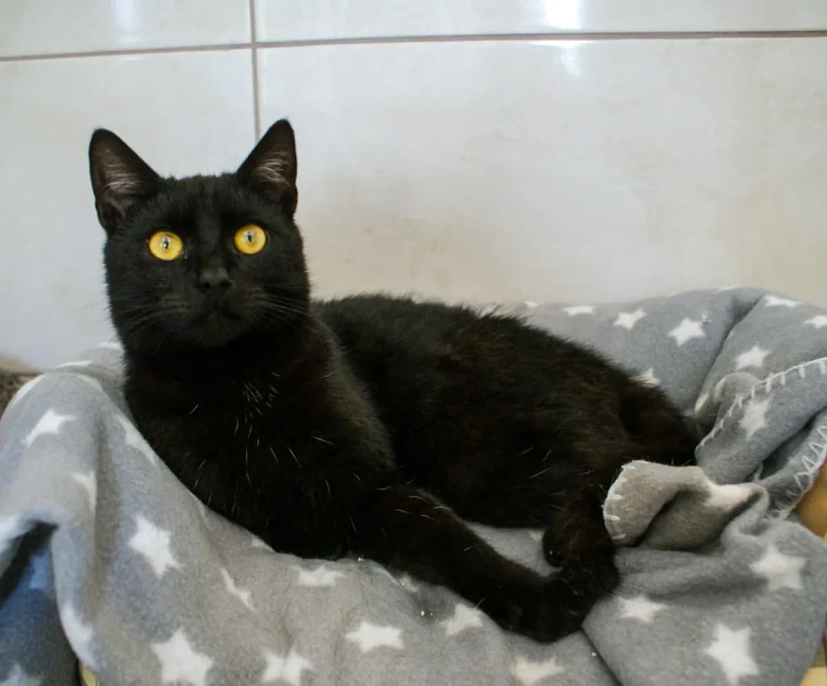 Klakier, male young Mixed Breed for adoption at Schronisko w Rzeszowie – Przytulisko (RSOZ)