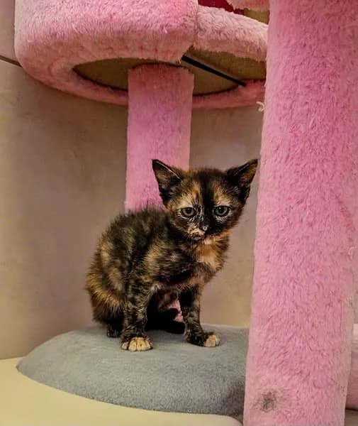 Lucky, female Mixed Breed for adoption at Schronisko w Rzeszowie – Przytulisko (RSOZ)