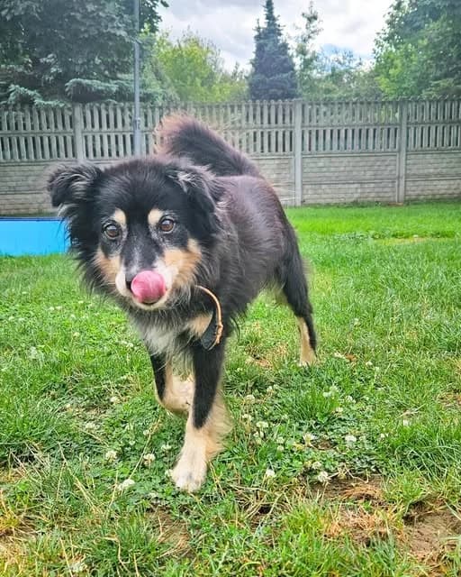 Natan, senior Mixed Breed for adoption at Schronisko w Rzeszowie – Przytulisko (RSOZ)