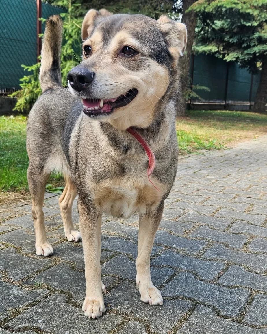 Nora, female 4yo Mixed Breed for adoption at Schronisko w Rzeszowie – Przytulisko (RSOZ)