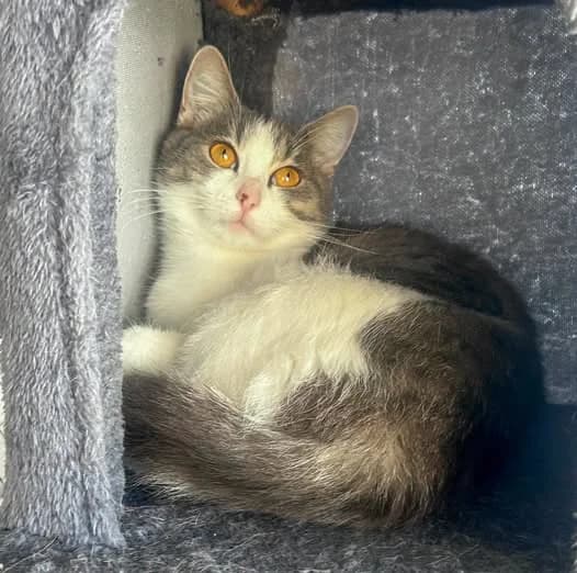 Rene, female Mixed Breed for adoption at Schronisko w Rzeszowie – Przytulisko (RSOZ)