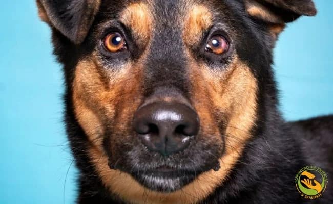Bary, male 6yo Mixed Breed for adoption at Schronisko Skałowo