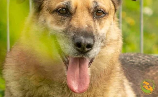 Samba, female senior Mixed Breed for adoption at Schronisko Skałowo