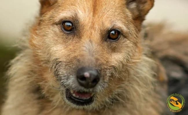 Maja, female senior Mixed Breed for adoption at Schronisko Skałowo