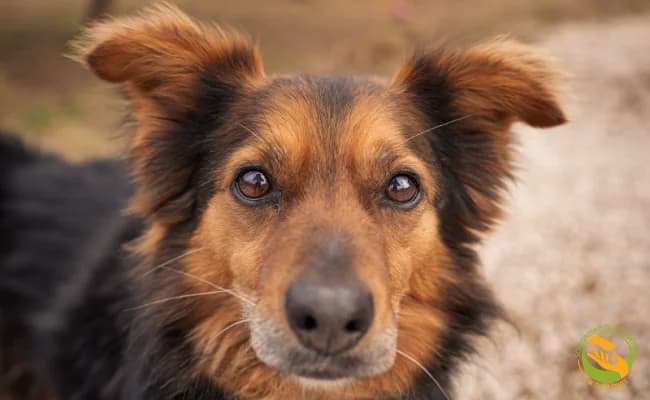 Pimpek, male 7yo Mixed Breed for adoption at Schronisko Skałowo