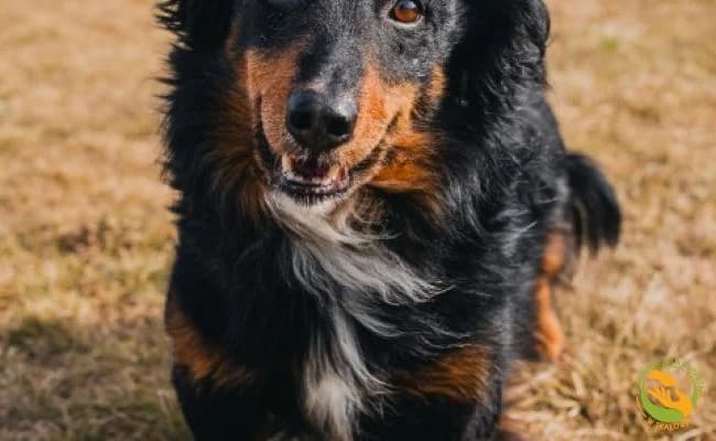 Mosek, male senior Mixed Breed for adoption at Schronisko Skałowo