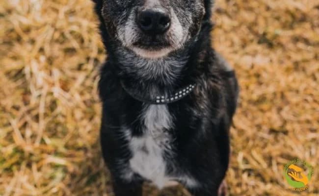 Misiek, male senior Mixed Breed for adoption at Schronisko Skałowo