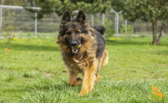Alek, male 7yo Mixed Breed for adoption at Schronisko Skałowo