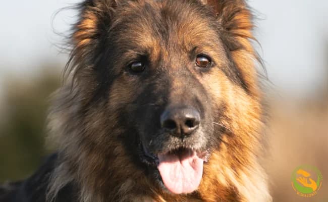 Alek, male 7yo Mixed Breed for adoption at Schronisko Skałowo