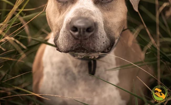 Zeus, male 7yo Mixed Breed for adoption at Schronisko Skałowo