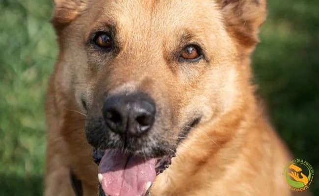 Szarik, male senior Mixed Breed for adoption at Schronisko Skałowo