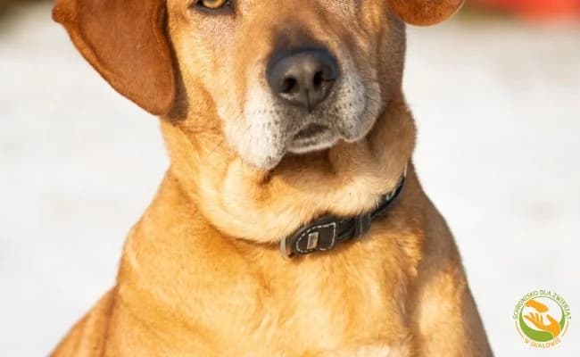 Boni, female 7yo Mixed Breed for adoption at Schronisko Skałowo
