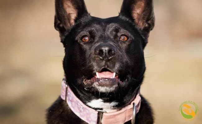 Borynia, female 4yo Mixed Breed for adoption at Schronisko Skałowo