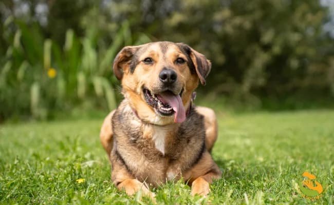 Rubin, male senior Mixed Breed for adoption at Schronisko Skałowo