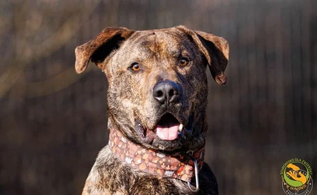 Hunter, male 4yo Mixed Breed for adoption at Schronisko Skałowo